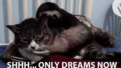 funny-gif-cat-only-dreams