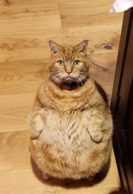 funny-picture-cat-fat-jabba