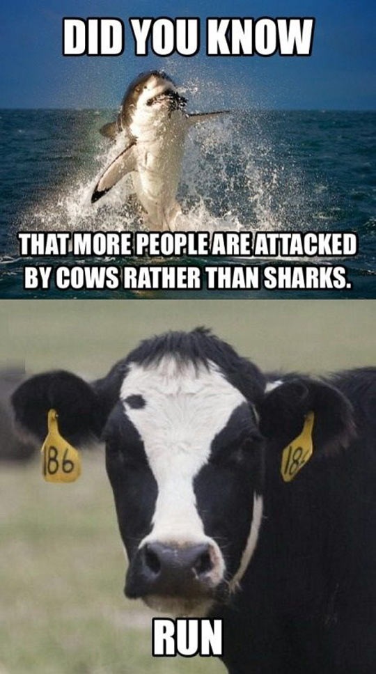 funny-picture-cows-aggressive-versus-sharks-run