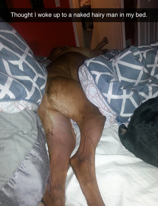 funny-picture-dog-legs-bed-woke-up