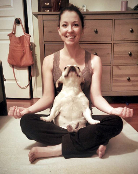 funny-picture-dog-meditation-girl-owner