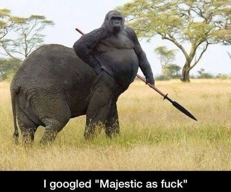 funny-picture-google-majestic-as-fuck