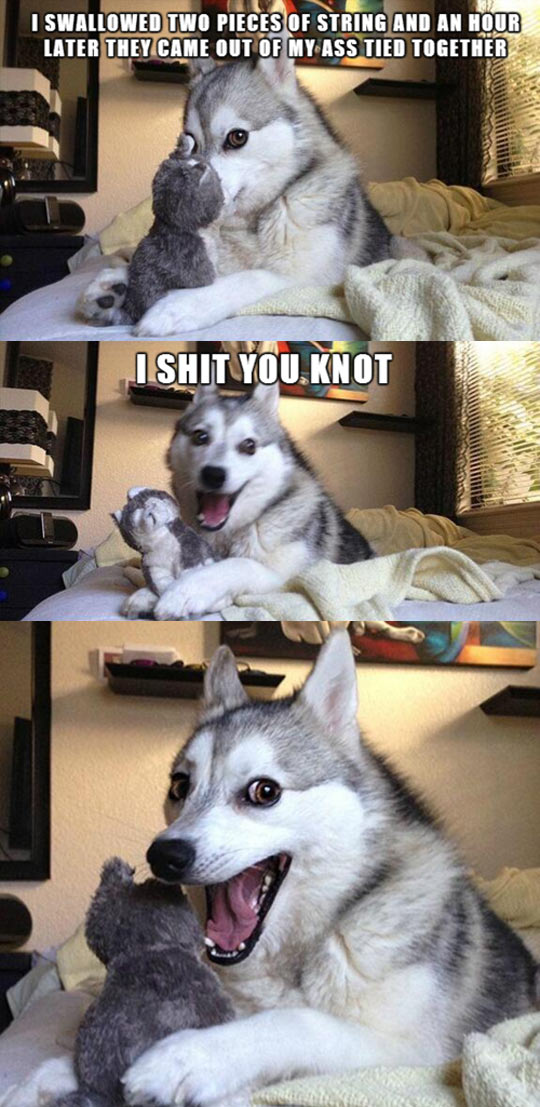 funny-picture-husky-strings-eating-passing
