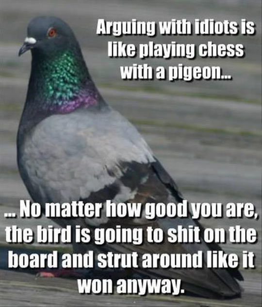 funny-picture-pigeon-chess-board-bird