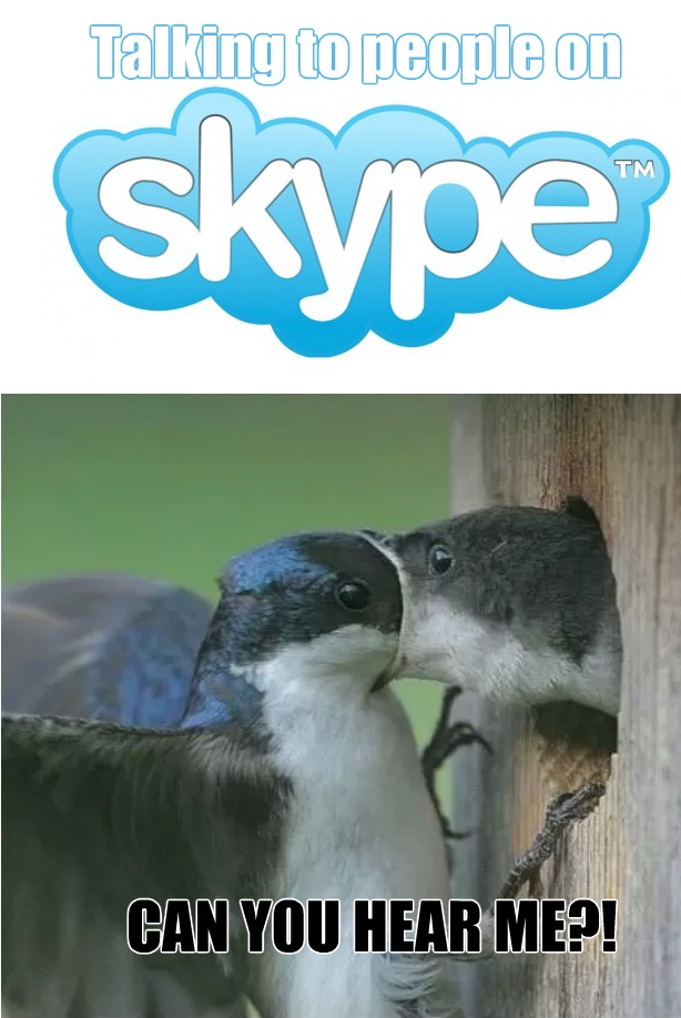 funny-picture-skype-birds