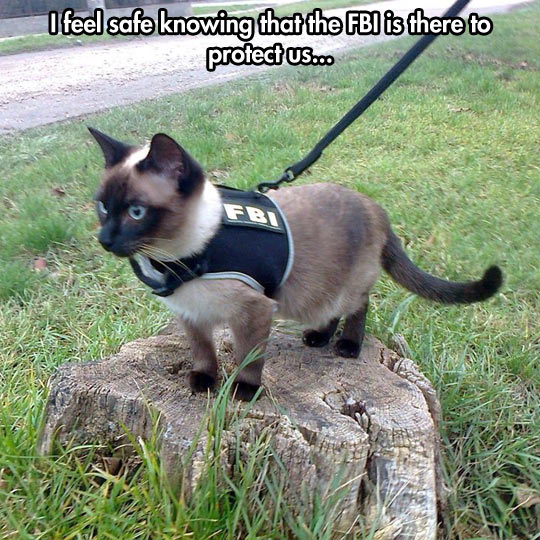 funny-picture-FBI-cat-vest-street-clothes-pet
