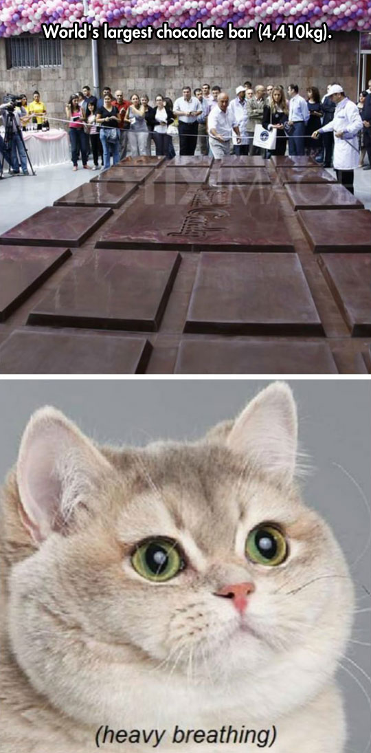 funny-picture-chocolate-largest-bar-cat-breathing
