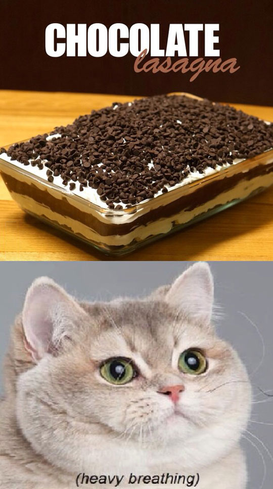 funny-picture-chocolate-lasagna-cat-breathing