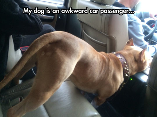 funny-picture-cute-dog-car-seat-passenger