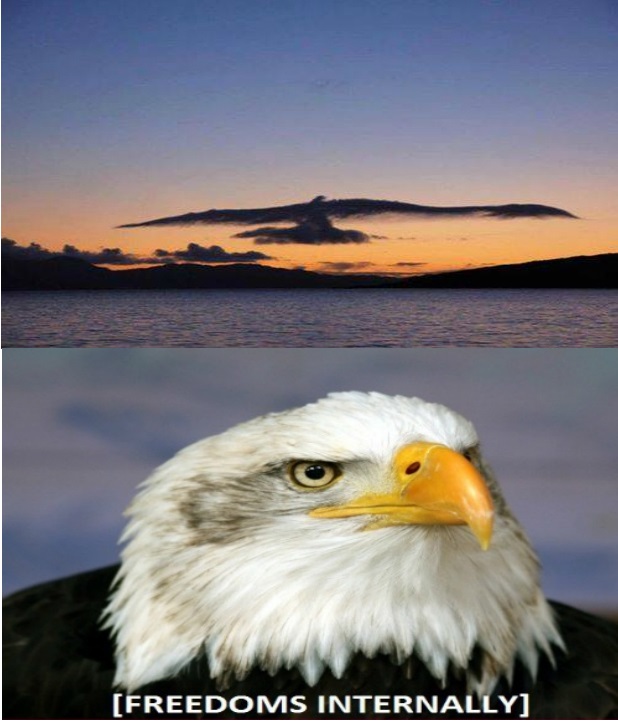 funny-picture-eagle-freedoms-internally