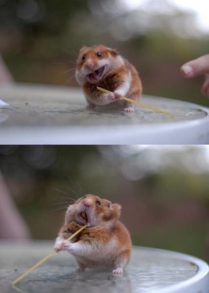 funny-picture-hamster-eating