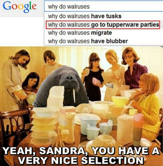 wanna-joke-Google-search-walruses-party
