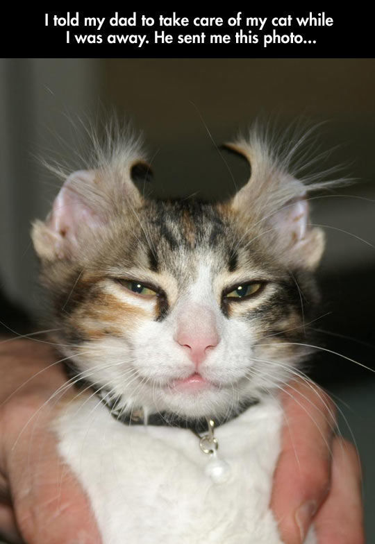 wanna-joke-cat-looking-demon-ears