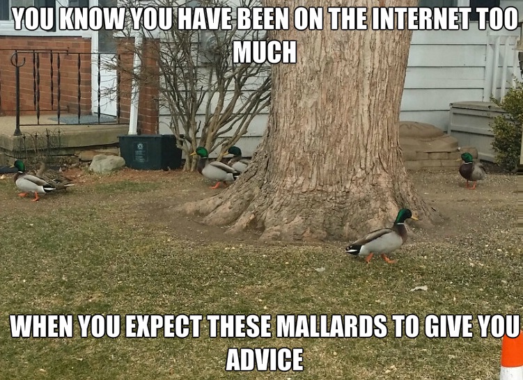 wanna-joke-internet-good-advice-duck