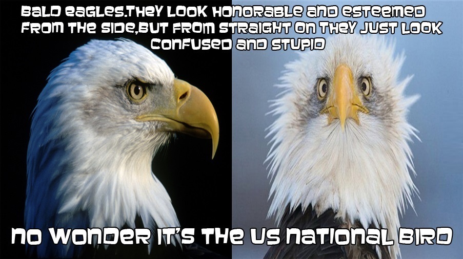 funny-picture-bald-eagle-murica