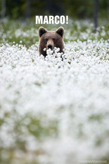 funny-picture-bear-flowers-marco