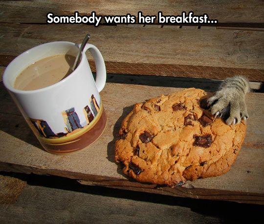 funny-picture-breakfast-cookie-cat-paw