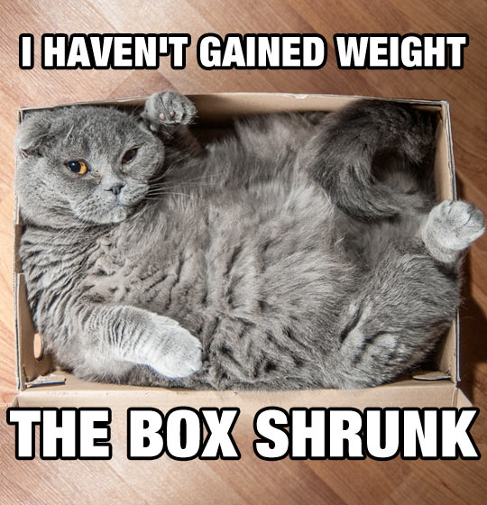 funny-picture-cat-box-fat-inside