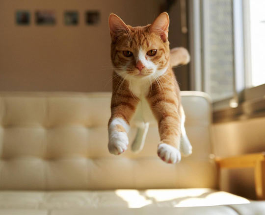 funny-picture-cat-jump-air-floating