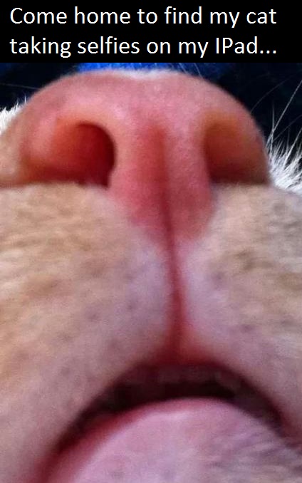 funny-picture-cat-selfie