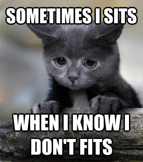 funny-picture-cat-sits-fits