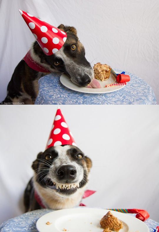 funny-picture-dog-party-hat-cake-smile