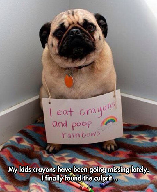 funny-picture-dog-sign-crayons-shame-rainbows