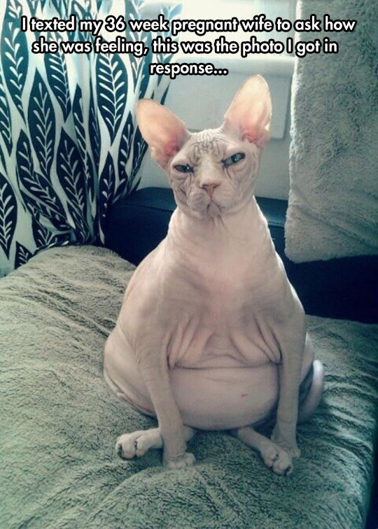 funny-picture-fat-cat-skin-pregnant