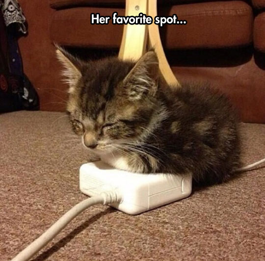 funny-picture-kitty-sleeping-Mac-charger
