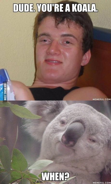 funny-picture-koala-stoned