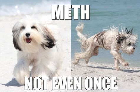 funny-picture-meth-dog