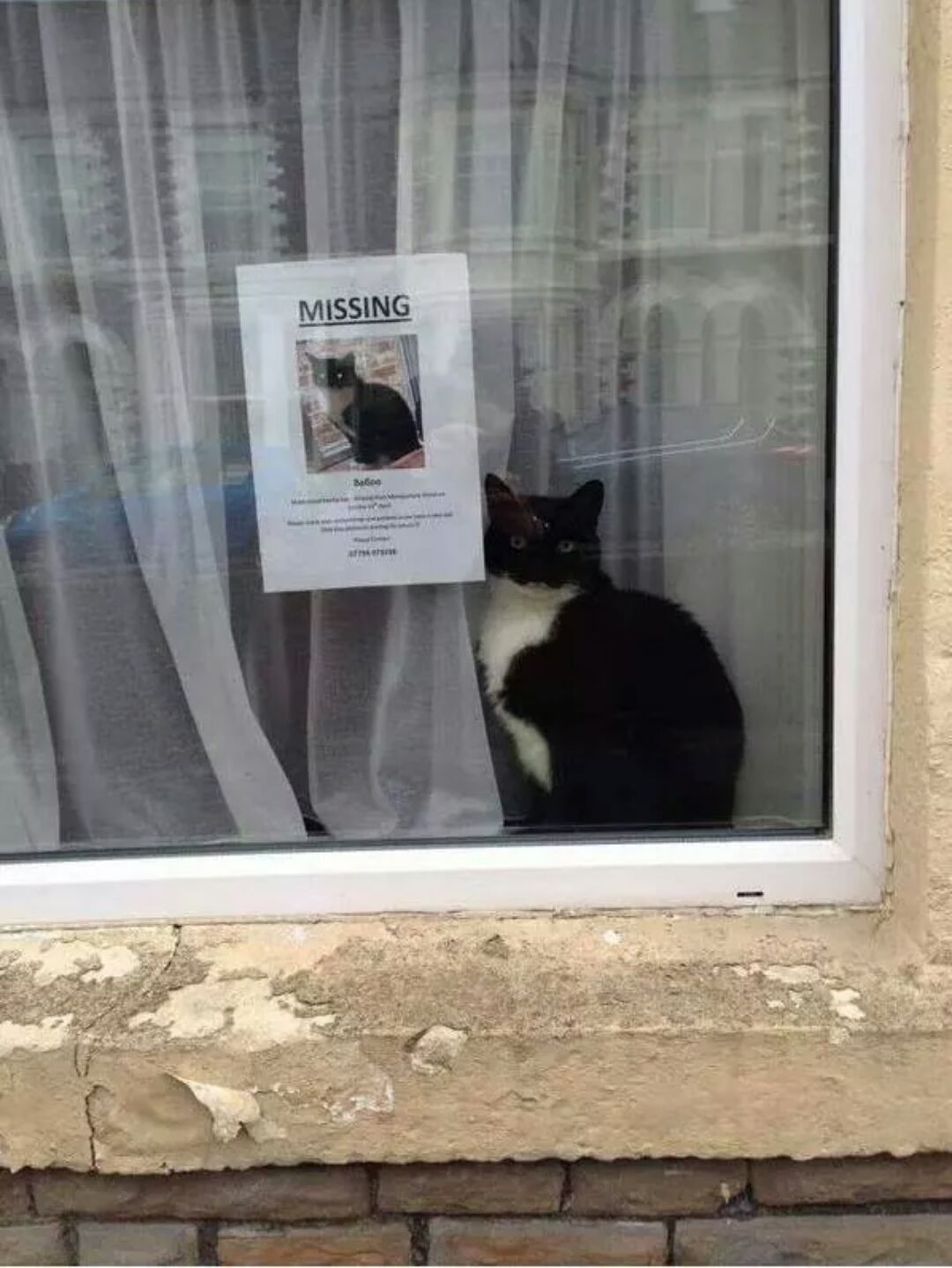 funny-picture-missing-cat