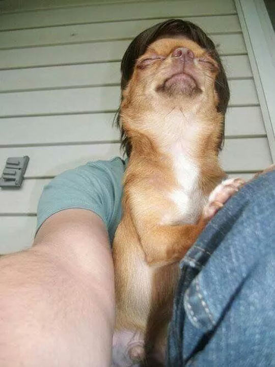 funny-picture-selfie-dog-head-perfect-timing
