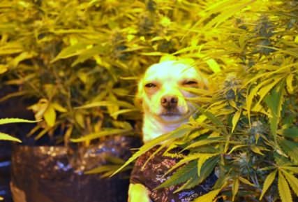 funny-picture-snoop-doge