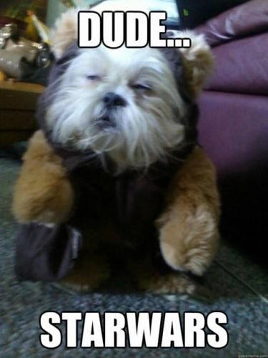 funny-picture-Star-Wars-dog-costume-Ewok