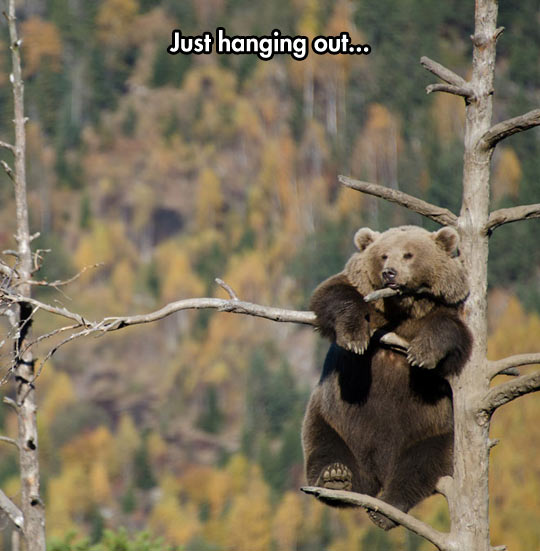 funny-picture-bear-tree-forest-climb