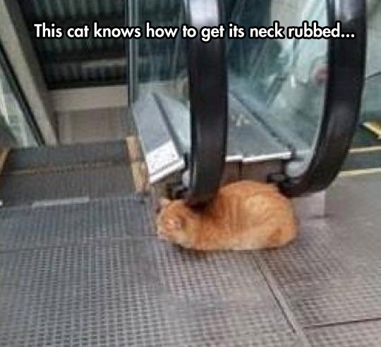 funny-picture-cat-escalator-scratching-back