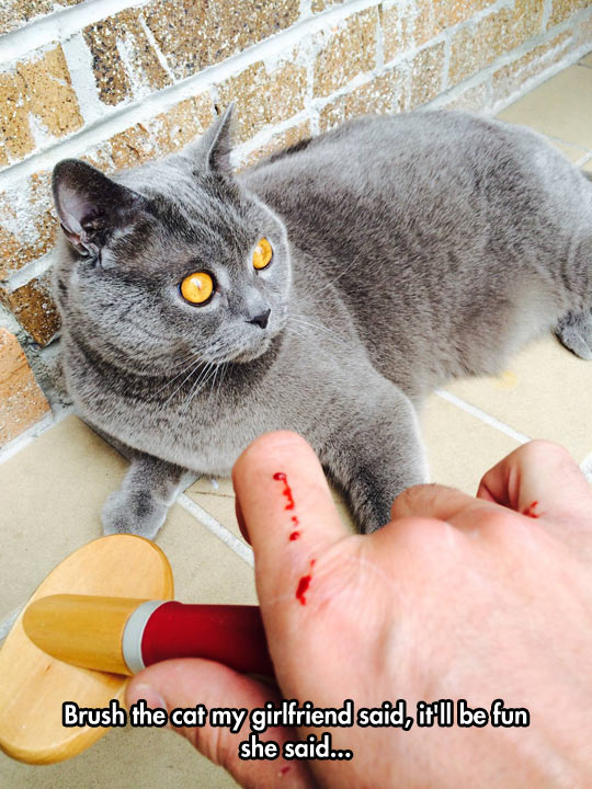 funny-picture-cat-girlfriend-blood-hurt