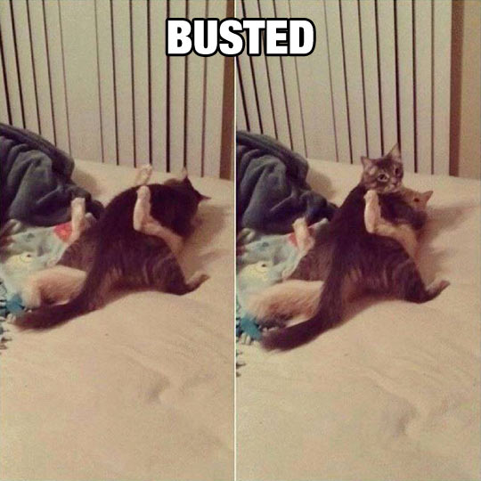 funny-picture-cats-hugging-busted-playing