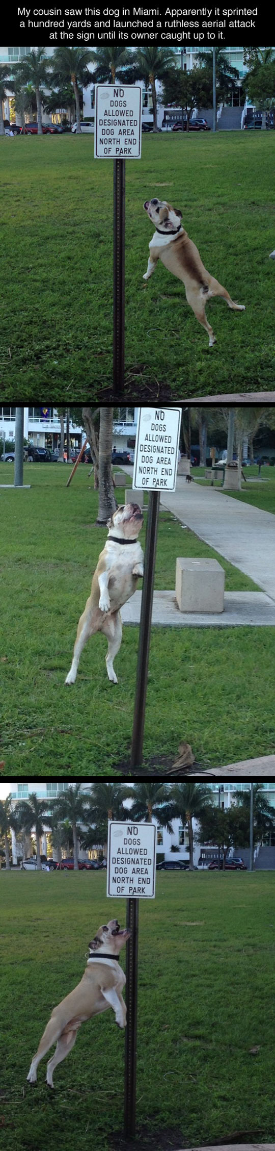 funny-picture-dog-aerial-attack-against-sign
