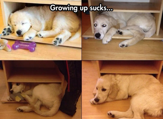 funny-picture-dog-baby-grown-up-fit