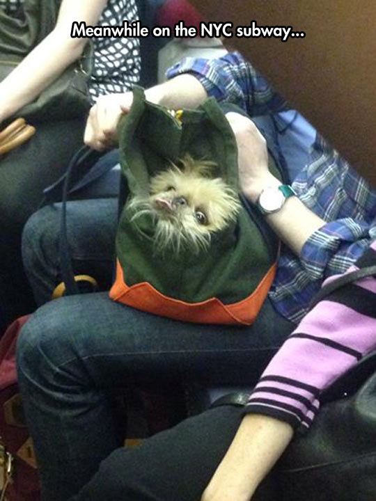 funny-picture-dog-bag-subway-NYC