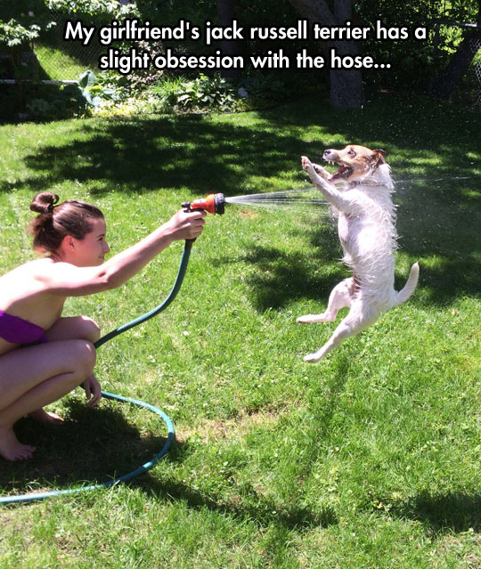 funny-picture-dog-jumping-hose-wet