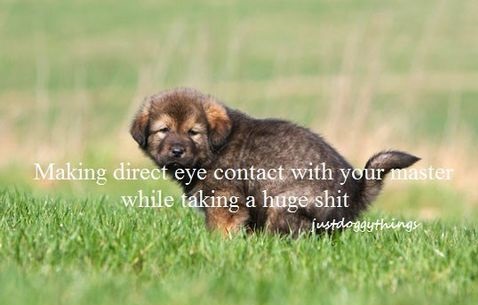 funny-picture-dog-shit-eye-contact