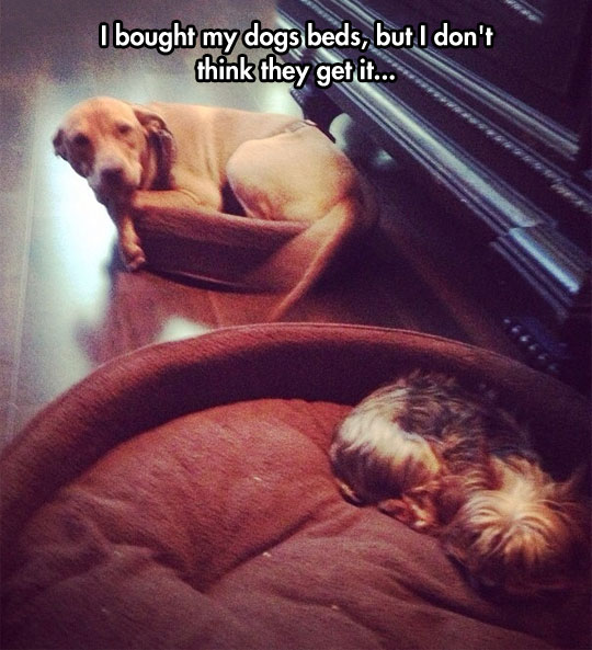 funny-picture-dogs-bed-big-little-confused