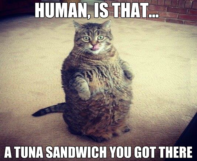 funny-picture-fat-cat-food