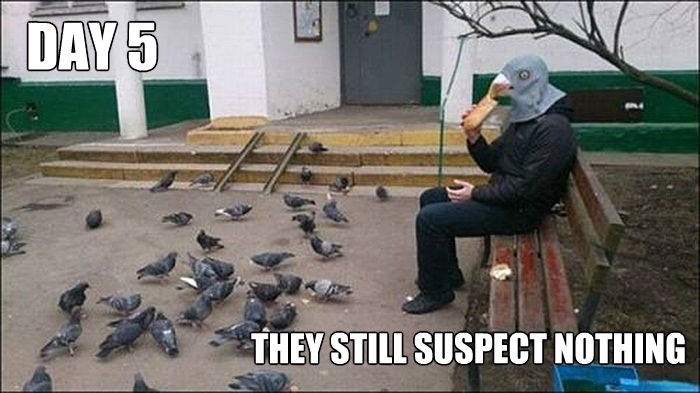 funny-picture-mask-pigeon.jpg