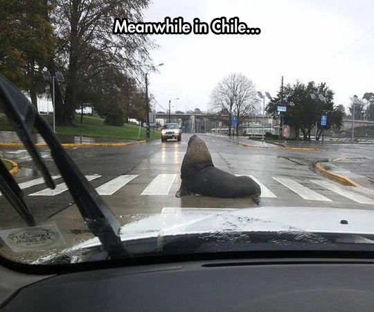 funny-picture-seal-Chile-road-car