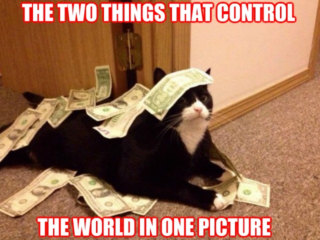 funny-cat-money-world