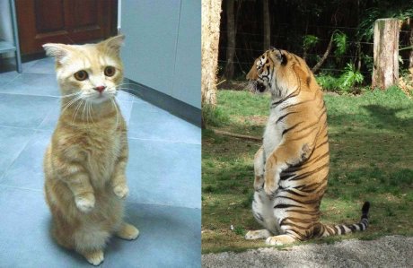 funny-cat-tiger-same